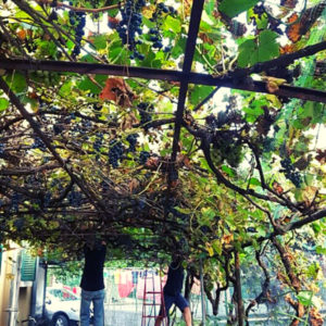 La vigna centenaria che sopravvive tra i palazzi